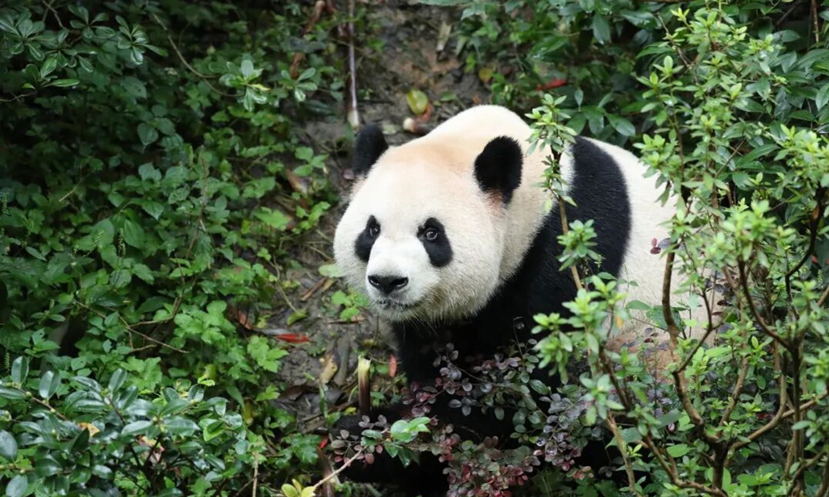 Giant Panda Ping Ping file photo: China Wildlife Conservation Association
